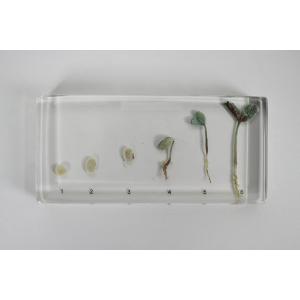 Stades de germination du haricot incorporés dans de la résine synthétique