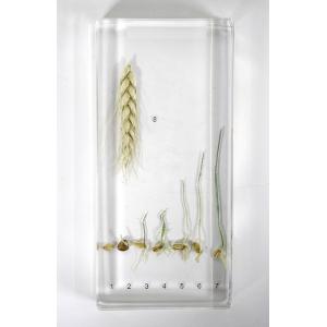 Stades de germination du blé incorporés dans de la résine synthétique