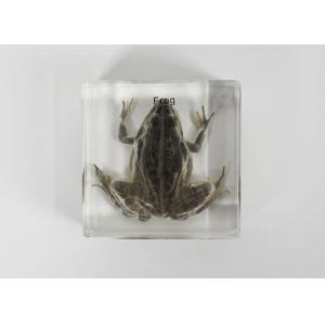 Grenouille en inclusion de résine
