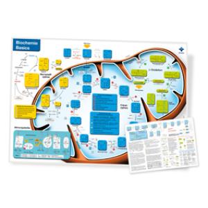 Poster Biochemie Basics II - en Allemand