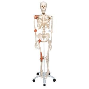 MOD: Squelette avec ligaments, articulations